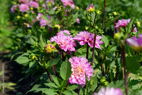 Pink Dahlia flowers under the sun on a summer day. Garden flowers.