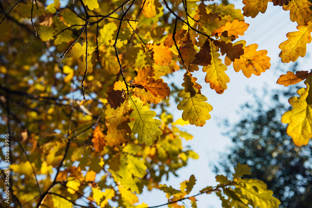 Yellow oak leaves against blurred sky on autumn day. Oak branches, close-up. Natural backgrounds, space for text. Yellow oak leaves against blurred sky on autumn day. Oak branches, close-up. Natural backgrounds, space for text.
