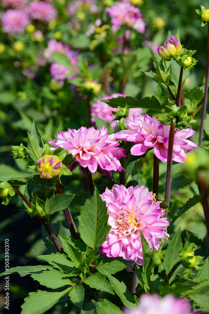 Pink Dahlia flowers under the sun on a summer day. Garden flowers.