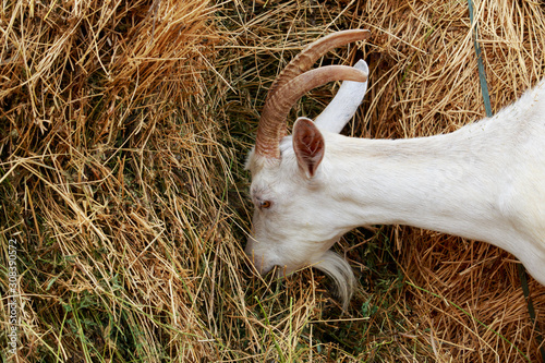 Goat eat fresh hay