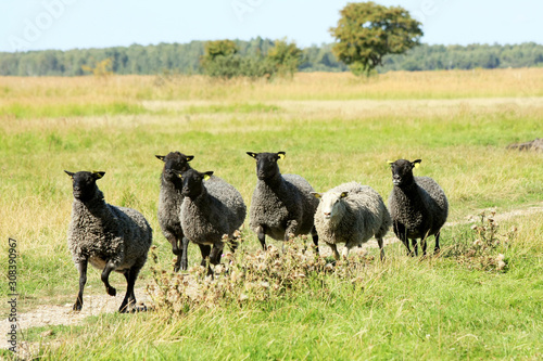 Sheep running through the field.  Karakul sheep. photo