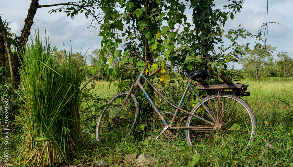 bicycle in Asia leaning on bushes surrounded by rice fields 