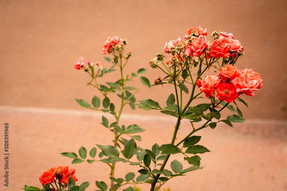 Obraz premium Rose bush on a light orange background. Small pink flowers. Romantic postcard.