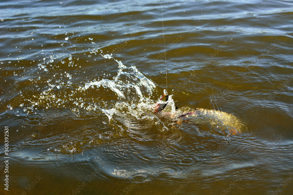 Fototapeta premium Summer fishing, pike fishing, spinning on the lake