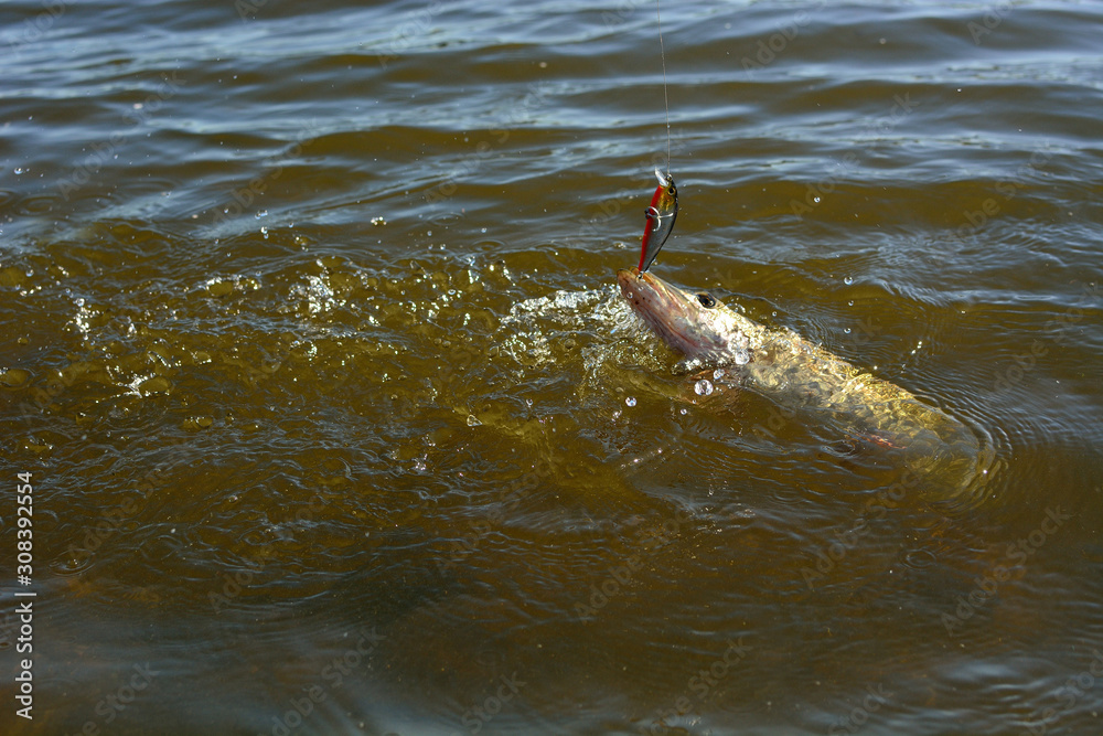 Fototapeta premium Summer fishing, pike fishing, spinning on the lake