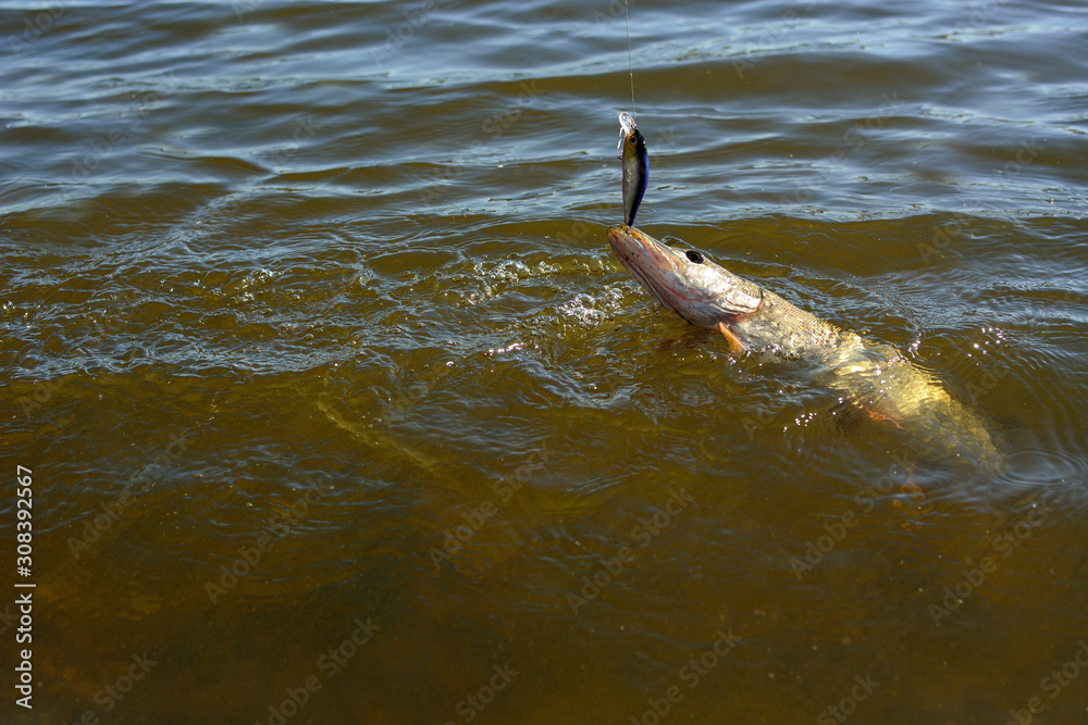 Summer fishing, pike fishing, spinning on the lake Summer fishing, pike fishing, spinning on the lake