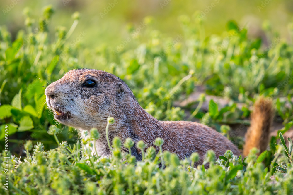 Fototapeta premium Prairie Dogs in Devils Tower National Monument, Wyoming