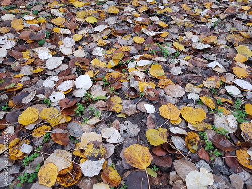 Autumn leaves of poplar on the ground
