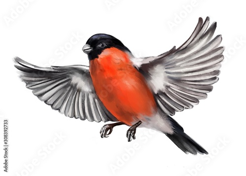 bullfinch bird flies with its wings spread, art illustration painted with watercolors isolated on white background