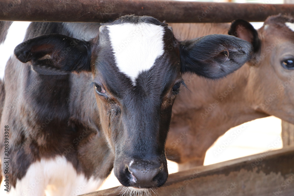 Closeup face of cows raised for milk production in black and white. Closeup face of cows raised for milk production in black and white.