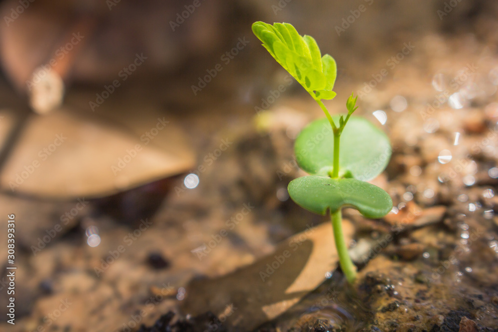 the leaf in nature abstract background, nature background and plant leaf the leaf in nature abstract background, nature background and plant leaf