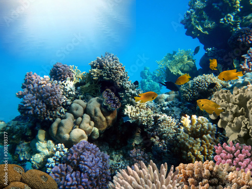Fototapet Red sea coral reef with hard corals, fishes and sunny sky shining through clean