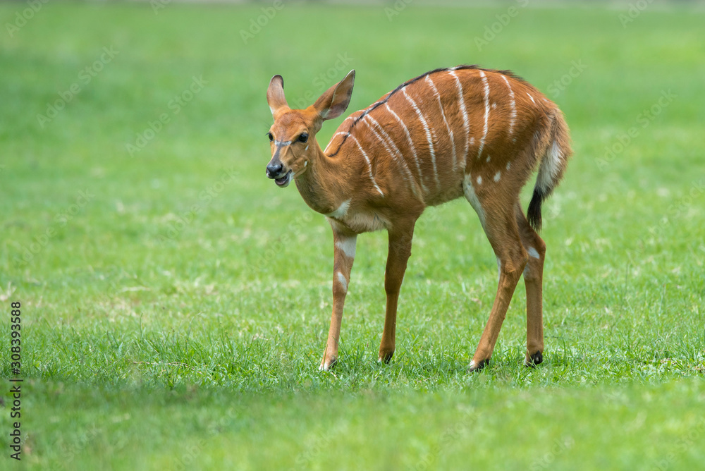 Closeup female of antelope on green background