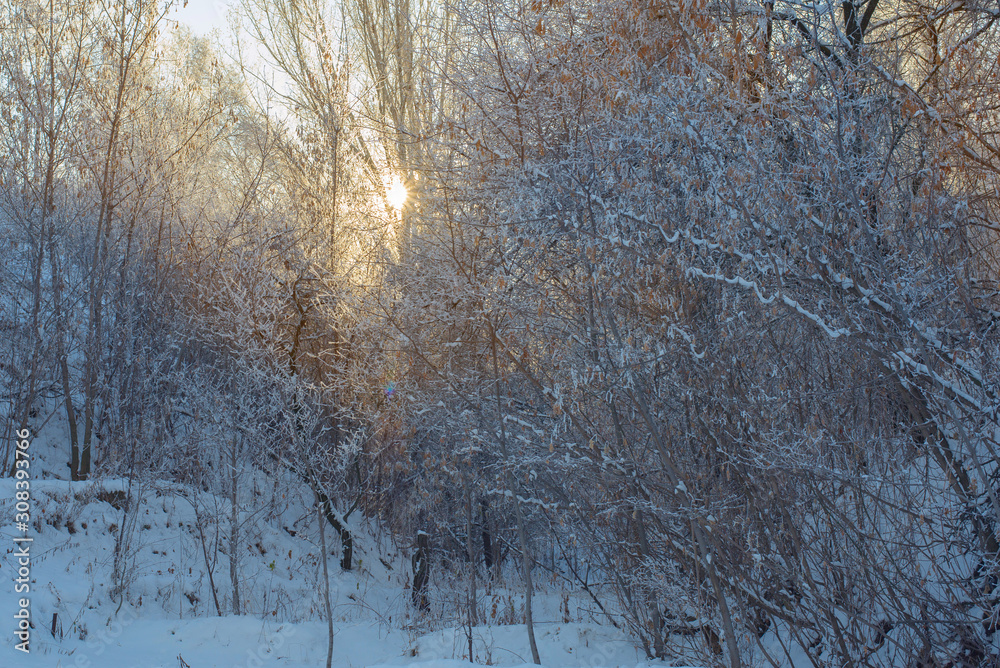 Fototapeta Zimowy słoneczny krajobraz z błękitnym niebem i gałęziami w szronie