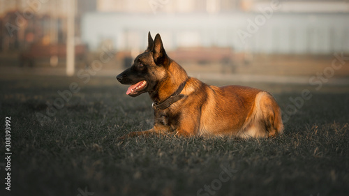 Working dog belgian malinois laying on grass