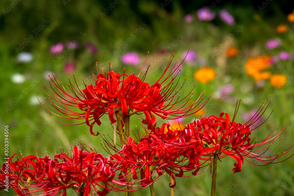 Spider lily Spider lily
