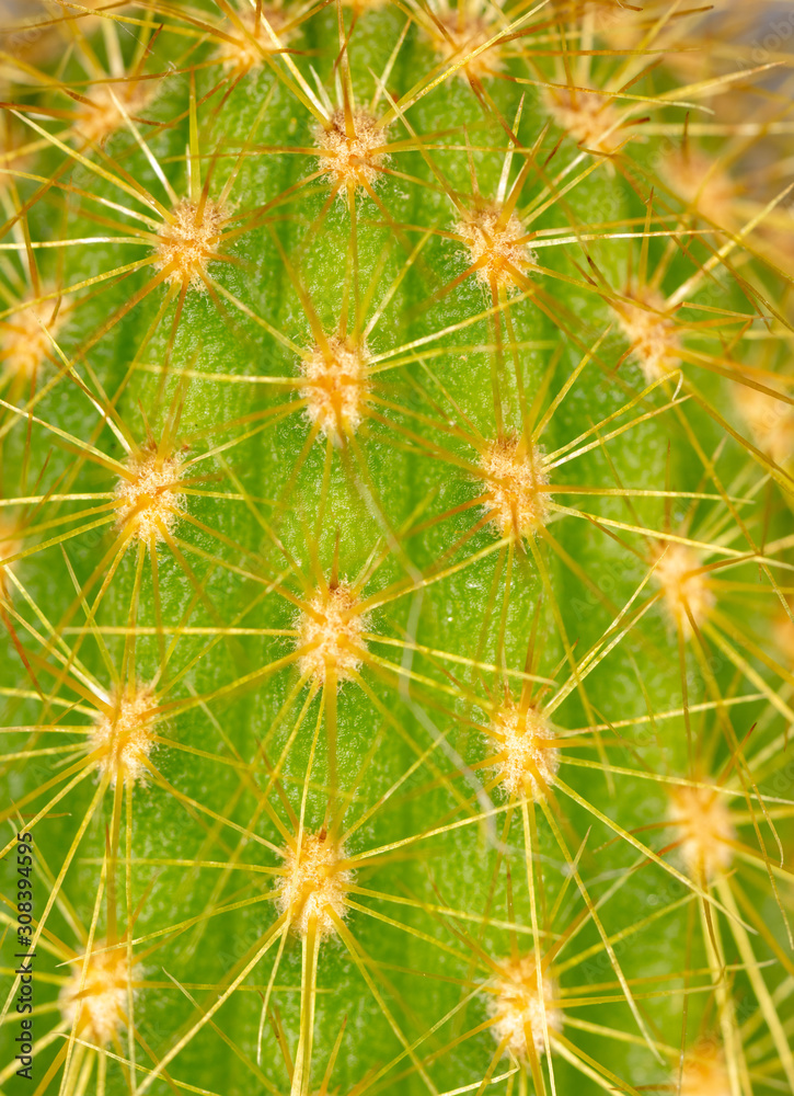 Detail of a cactus as a background