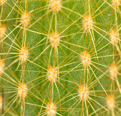 Detail of a cactus as a background