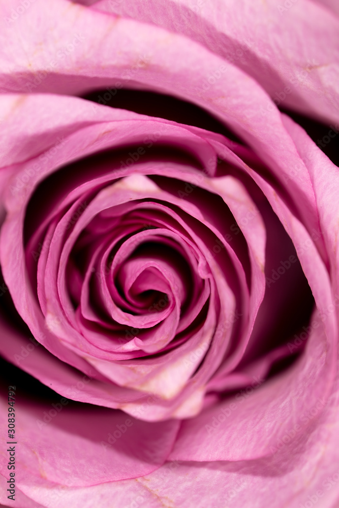 Petals of a pink rose as a background Petals of a pink rose as a background
