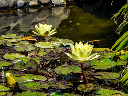 Two white waterlilies on the pond water 