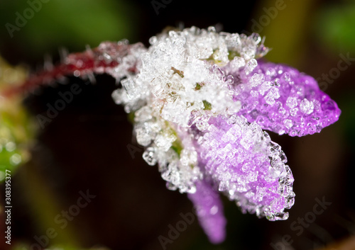 White snowflakes on a flower on nature