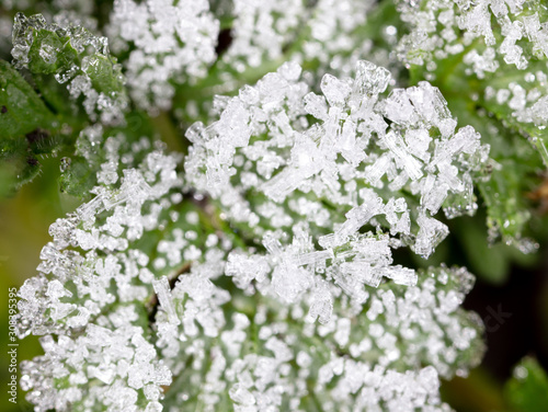 White snowflakes on a green leaf of grass as an abstract background