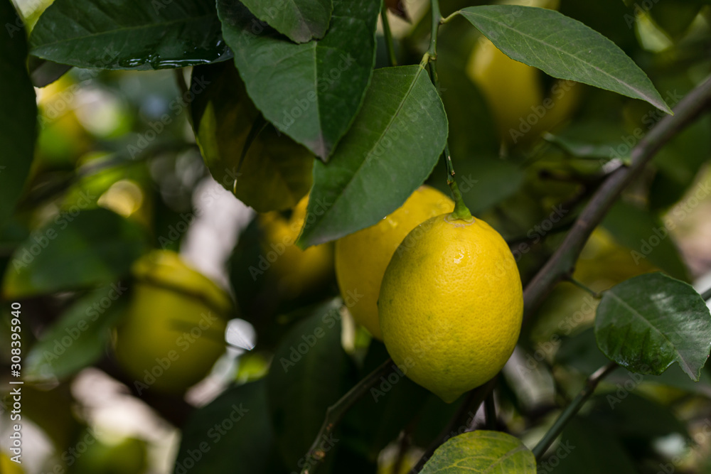Lemons on the tree branch
