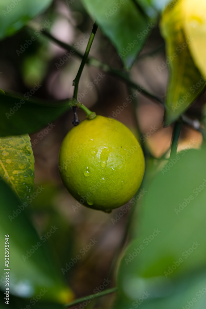 Lemons on the tree branch