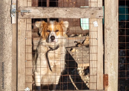 Portrait of a dog behind a fence in a booth