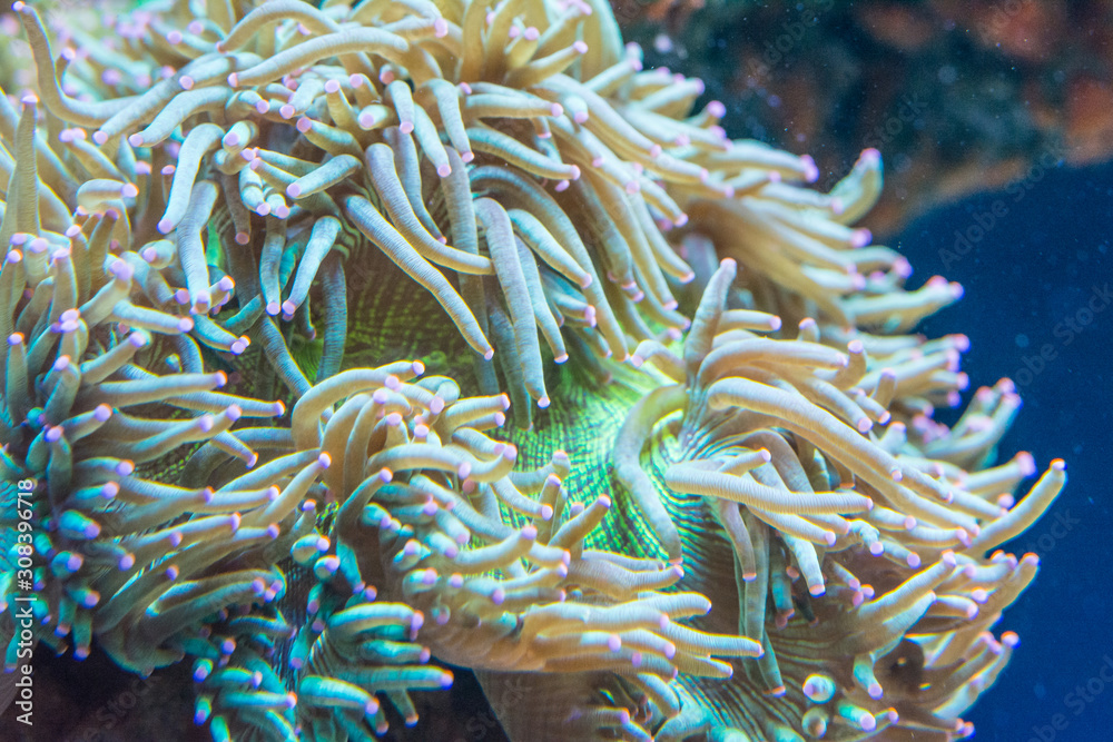 Macrodactyla doreensis Macrodactyla doreensis