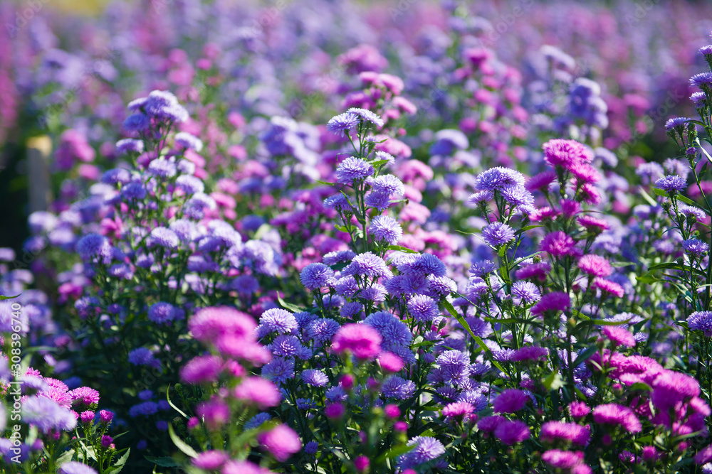 Purple Margaret flower farm in Chiangmai, Thailand during winter.