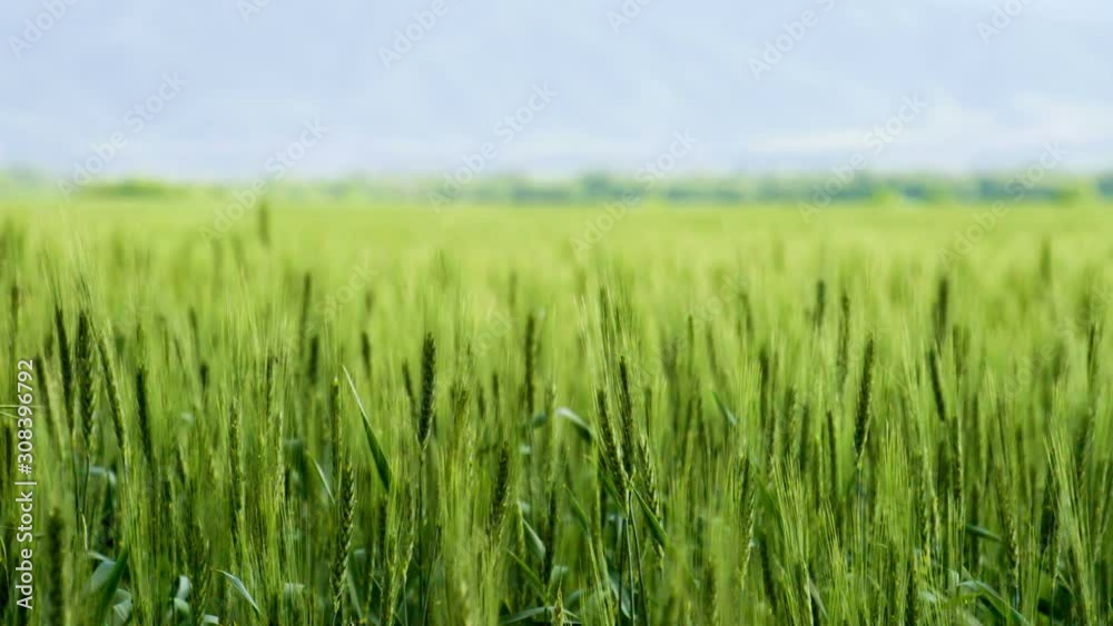Future Wheat Crop. Spikes on wheat field sways in the gentle breeze against the foothills. Slow Motion 120 fps Future Wheat Crop. Spikes on wheat field sways in the gentle breeze against the foothills. Slow Motion 120 fps
