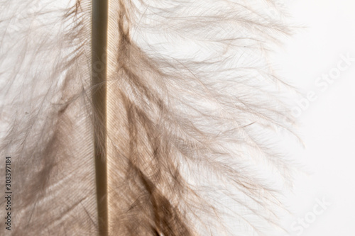 Fototapeta Naklejka Na Ścianę i Meble -  Blurred feather blur. duck feathers as background. macro. Fragment of bird feather, close-up