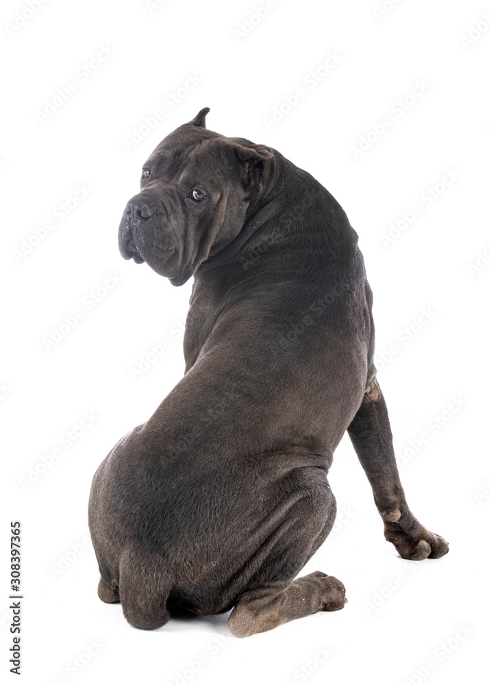 Obraz premium cane corso in studio