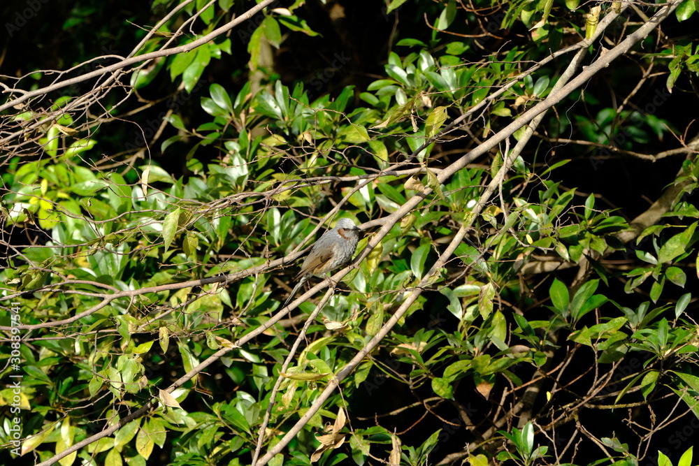 bulbul on branch bulbul on branch