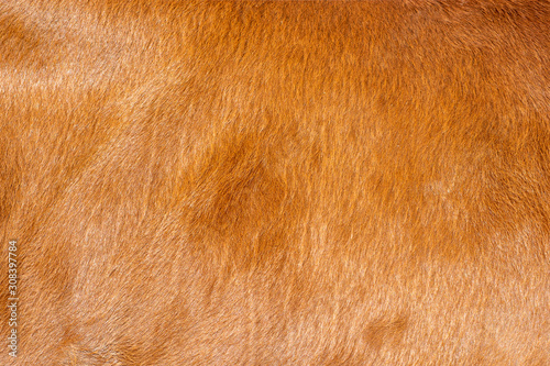 Brown hairy texture of fur 