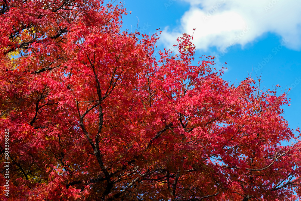 selective focus colour full leaves in the forest.