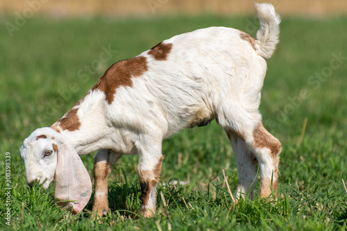 Young baby goat grazing in the field 