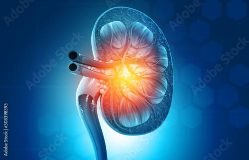 Human kidney cross section on science background. 3d render. photo