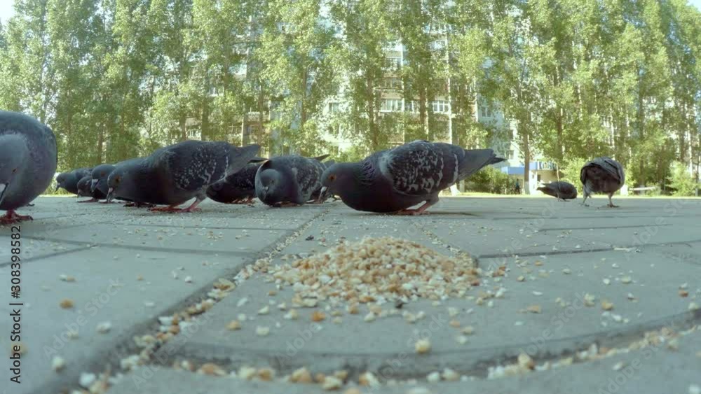 People feeding urban pigeons in city centre. A flock of pigeons eating ... Biology Diagrams