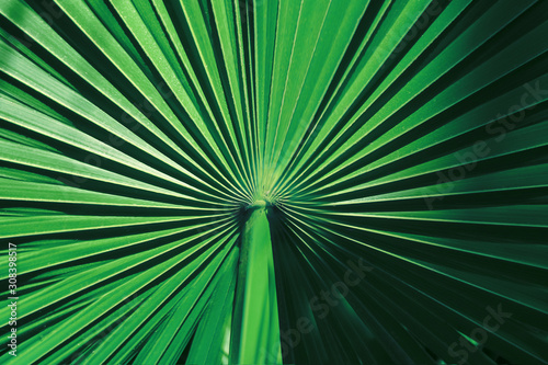 Natural summer background from palm leaves of dark green color. Copy space.