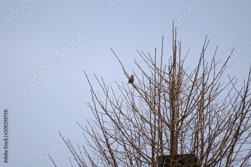 hawfinch on branch photo