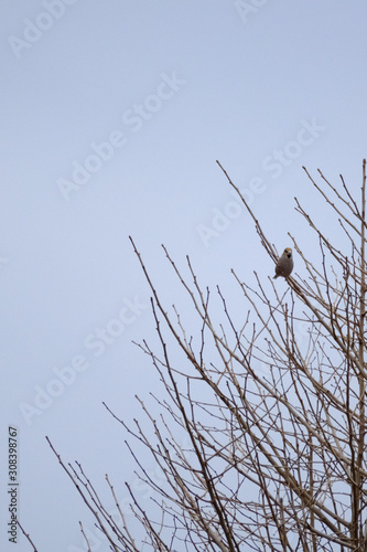 hawfinch on branch