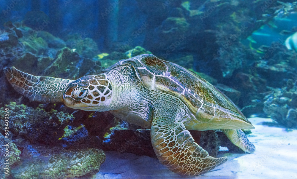 Fototapeta premium green turtle (Chelonia mydas)