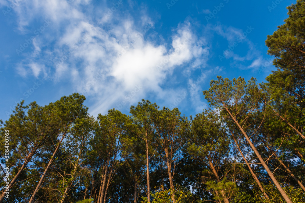 © Restless Mind Media - Where blue skies meet pine trees on a sunny afternoon. © Restless Mind Media - Where blue skies meet pine trees on a sunny afternoon.