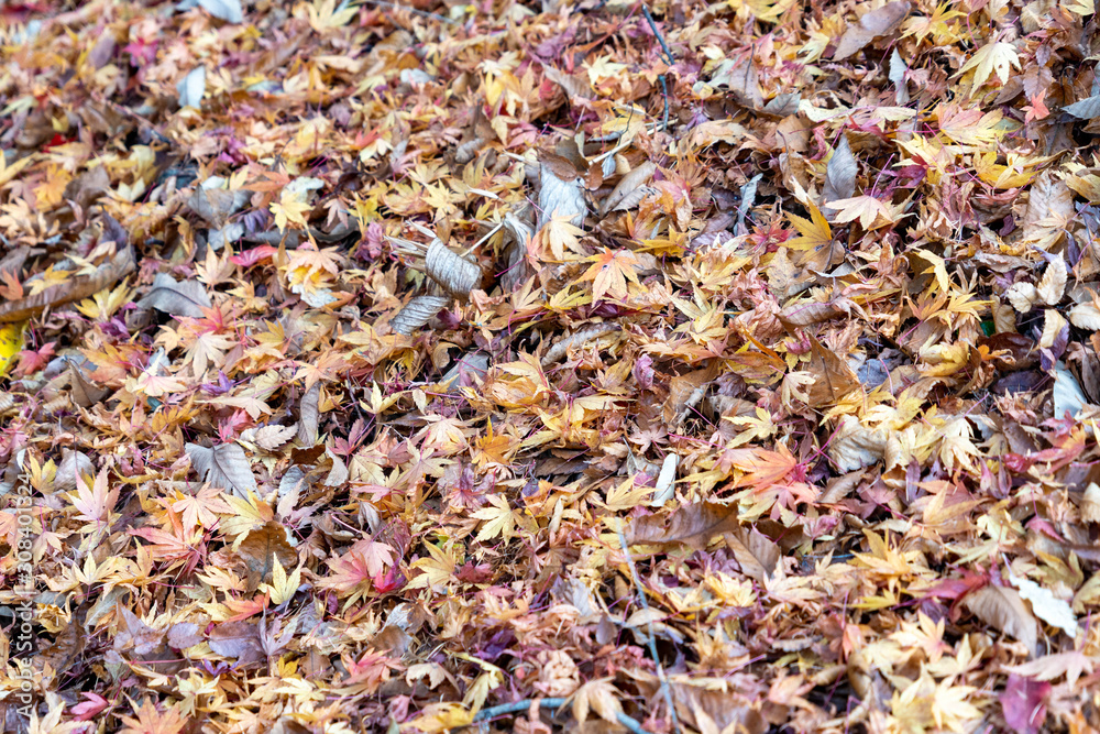 Fallen leaves are covered on a ground in Nagano prefecture, JAPAN.