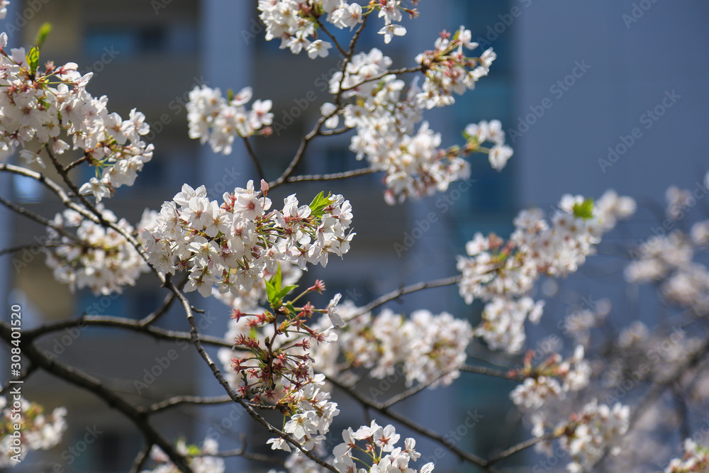 目黒川の桜 目黒川の桜