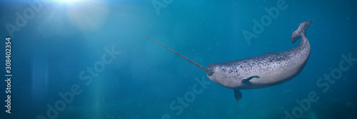 Obraz na plátně Narwhal, male Monodon monoceros swimming in the ocean water