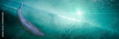 Fototapeta Narwhal, male Monodon monoceros swimming in the ocean water