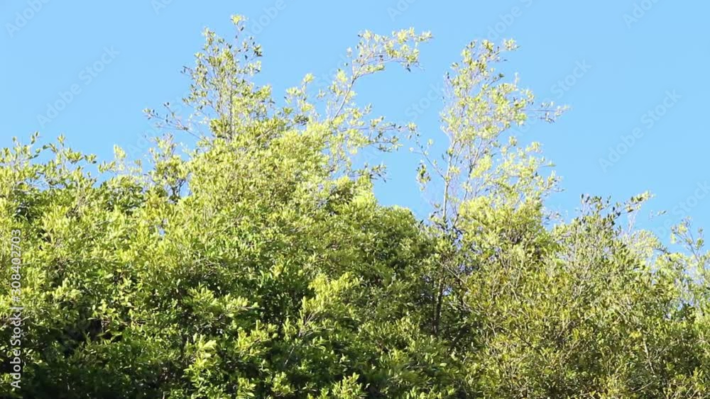 The beautiful view of fresh green trees with sun shining in springtime, natural background. The beautiful view of fresh green trees with sun shining in springtime, natural background.